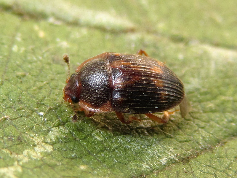 Stelidota geminata, Nitidulidae